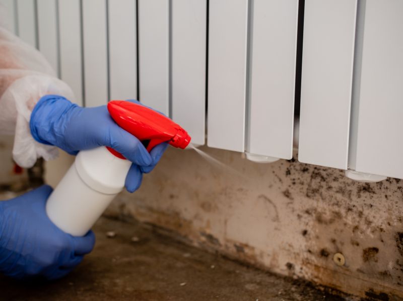 Basement Mold Removal in Boca Raton, FL