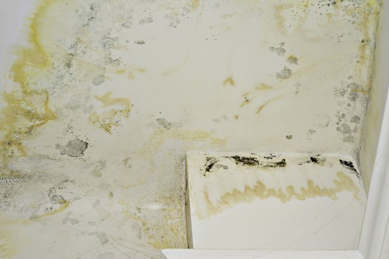 Mold Remediation Service in Broward County, FL